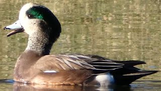 Wigeon duck call sound flying bathing feeding  American [upl. by Elacim539]