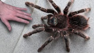 20 Biggest Spiders in the World [upl. by Llenwad84]