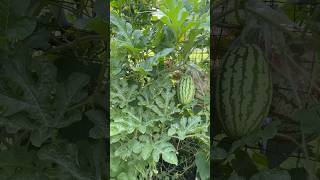 DIY Watermelon Trellis with Chicken Wire Easy StepbyStep Guide plantingideas garden gardening [upl. by Lleinad]