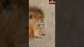 Top 5 Countries with the most Lions shorts lion country [upl. by Hainahpez221]