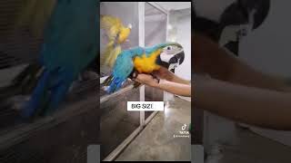 Last available parrots for 2023 🔥🔥 [upl. by Treiber]