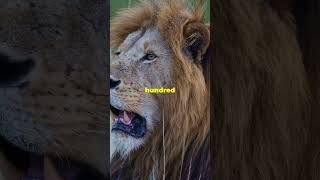 Terrifying Tale of the Tsavo Lions Part 3 lion wildlife movie [upl. by Atyekram414]