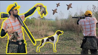 Quail hunting in pakistan  Batair ka Shikar 2024  Quail Hunting 2024  Common Quail Hunting [upl. by Assennav]