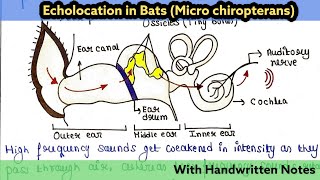 Echolocation in Bats Micro Chiropterans  Zoology lecture  Readymade notes for exam [upl. by Ecaidnac606]