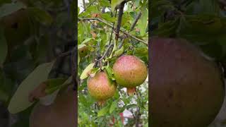 Growing Pomegranate Trees from Seeds A StepbyStep Guide [upl. by Ehtyde31]