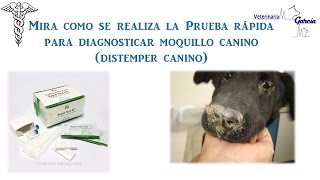 MOQUILLO CANINO PRUEBA DE DIAGNÓSTICO RÁPIDO [upl. by Roanna387]