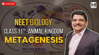 NEET BIOLOGY  EXPLAINED  CLASS XI  ANIMAL KINGDOM  METAGENESIS  MEDUHUB [upl. by Yahs761]