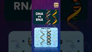 DNA vs RNA Class 10 CBSE shorts [upl. by Iana]