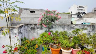 Making like this topiary plant at home terrace  How to make bonsai topiary [upl. by Mauceri]