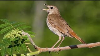 Hermit Thrush Singing [upl. by Neelat]