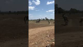 Wild brumbies in their element untamed A true symbol of nature’s raw power BrumbySpirit [upl. by Neeham]