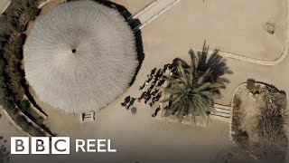 Extinct tree from the time of Jesus rises from the dead in Israel  BBC REEL [upl. by Seline]