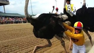 Ostrich Racing Jockey Trampled [upl. by Rosenquist751]