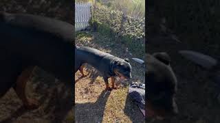 rottweiler rotter puppy rotts hiphopmusic rapmusic rottweilerdoglovers beautiful doglife r [upl. by Neumeyer722]