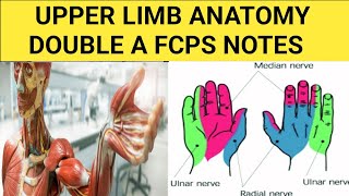 Upper Extremity LimbAnatomy lec 1 Double A Fcps Notes [upl. by Marino864]