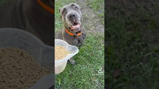 Corsos hanging with the chickens canecorso mastiff chickens bigdog doglover corso puppy [upl. by Aaron]