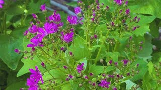 كيف تزرع ورد السناريا How to plant cineraria flowers [upl. by Lapham967]