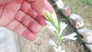 tuberose whiteflower Mexican fragrance a beautiful tuberose grew from bulb This is nice 👌 [upl. by Rapsag]