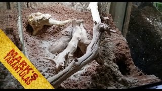 Monocentropus Balfouri Communal Enclosure Setup [upl. by Atikram]