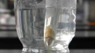 Extracting limonene using liquid carbon dioxide [upl. by Llehcar]