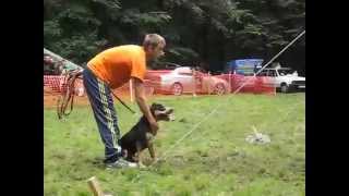 4 APBT Show Košutnjak Bg 14 септембар 2014 [upl. by Kristopher]