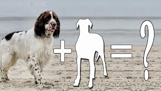 English Springer Spaniel Mixes – 7 Different And Intelligent Cross Breeds [upl. by Einaffit838]