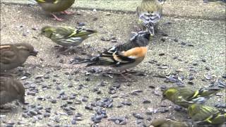 Kepen Brambling Fringilla montifringilla in de tuin [upl. by Bathsheba]