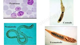 Introduction to Medical Parasitology lecture [upl. by Arst]