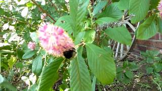 Clethra alnifolia quotruby spicequot Summer Sweet [upl. by Mersey758]