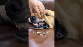 The golden retriever with cool titanium teeth animals love shorts [upl. by Cristoforo]