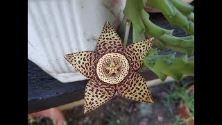 Orbea Variegata  Star flower  Stapelia Variegata [upl. by Platt]