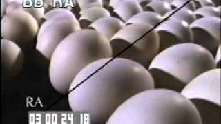 Chicken Farm Processing  Chicken Factory  Best Shot Footage  Stock Footage [upl. by Betz]