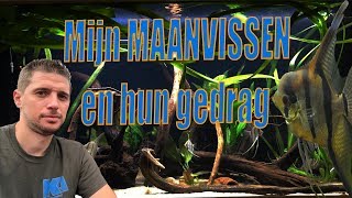 Mijn MAANVISSEN en hun GEDRAG [upl. by Tripp]