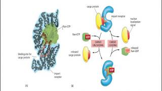 Nuclear Protein receptor [upl. by Ardnossak]