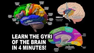 GYRI OF THE BRAIN  LEARN IN 4 MINUTES [upl. by Toni492]