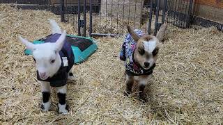 Mini Silky Fainting Goats at 5 days old [upl. by Almena]