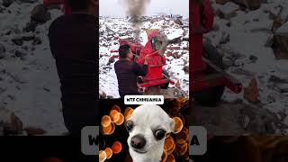 CHIHUAHUA FAILS THE JOB FUNNY MISHAP CAUGHT ON CAMERA 🐾🤣 WorkplaceBlunder chihuahua fail [upl. by Atinhoj]