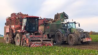 Holmer Terra Dos T430  Fendt vario 942  BERGMANN RRW 400  Vyorávání řepy [upl. by Kan424]