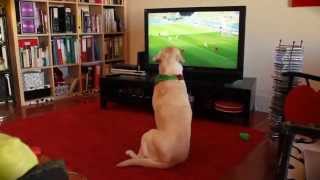 labrador dog reacts to Portugals elimination from the World Cup [upl. by Anilave]