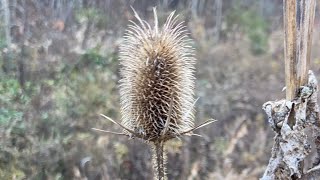 Weed Wednesday Common Teasel [upl. by Arerrac]