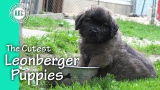 The Cutest Leonberger Puppies [upl. by Laehplar]