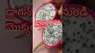 Dragon fruit plants from fresh fruit teluguvlogs gardeninggrowingplantstelugushortsytshorts [upl. by Markos]