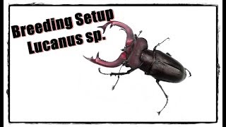 Setup Lucanus species [upl. by Nnylirehs]