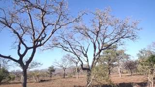 Leopard hunting monkey at Sabi Sands [upl. by Neleag]