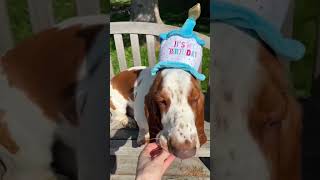 Fred turns 2  Basset Hound Birthday [upl. by Adriene]