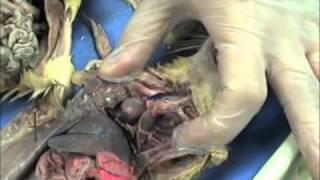 AampP Lab Pratical 1 Rat Dissection [upl. by Refitsirhc254]