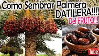 COMO SEMBRAR Y GERMINAR PALMERA del DÁTIL [upl. by Yecal]