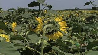 Weed Control In Sunflowers 632 From Ag PhD 632 51610 [upl. by Shank453]