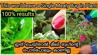 7 Methods to Get Rid of Mealybug from Garden  മീലി ബഗ് നെ ചെടിയിൽ നിന്നു തുരത്താൻ 7 മാർഗ്ഗങ്ങൾ [upl. by Alleris]