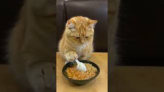 Little yellow cat eats instant noodles [upl. by Vaios]